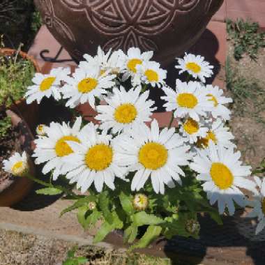 Shasta Daisy 'White Mountain'