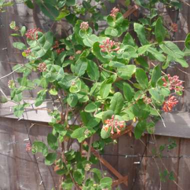 Orange Honeysuckle