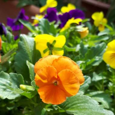 Horned Viola 'Sorbet® XP Deep Orange'