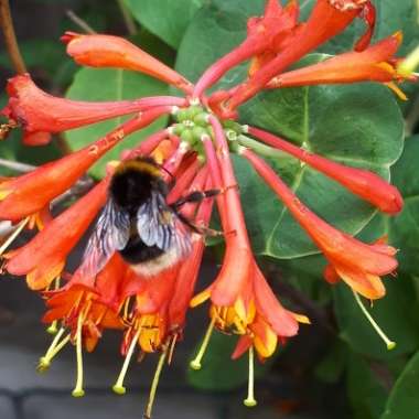 Orange Honeysuckle