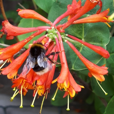 Plant image Lonicera ciliosa