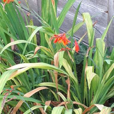 Montbretia