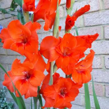 Gladioli