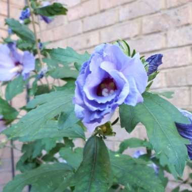 Rose of Sharon 'Blue Bird'