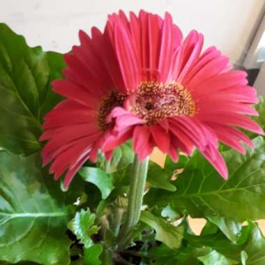 Gerbera 'Garvinea'