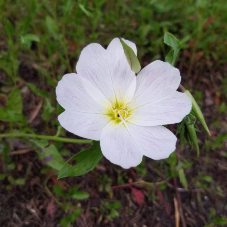 Plant image Oenothera Hybrida