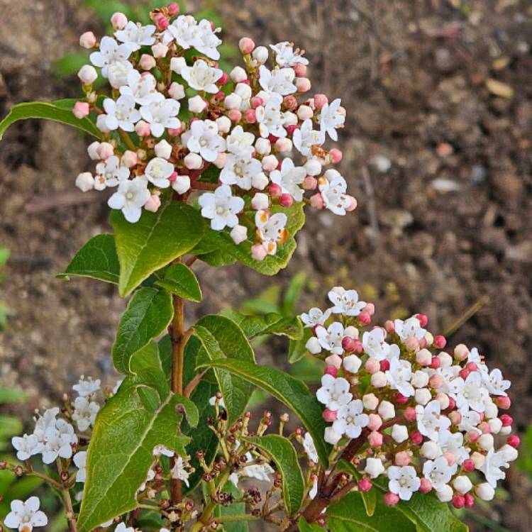 Plant image Viburnum tinus 'Spring Bouquet'