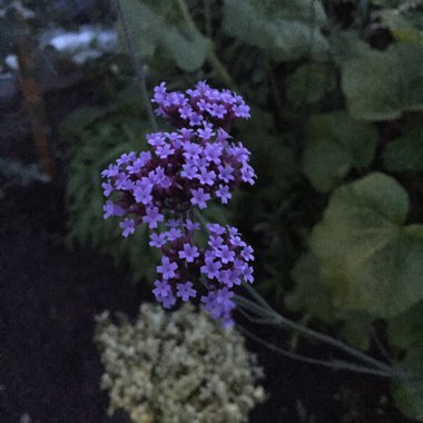 Purple Top Vervain