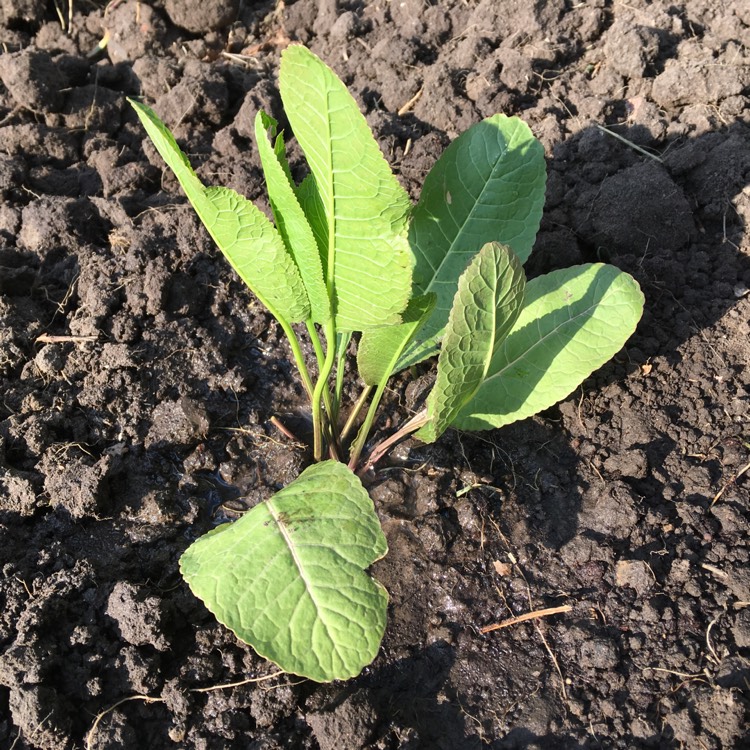 Plant image Armoracia rusticana syn. Cochlearia armoracia