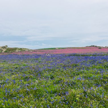 Louisa's garden