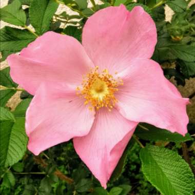 Rhododendron 'English Roseum'