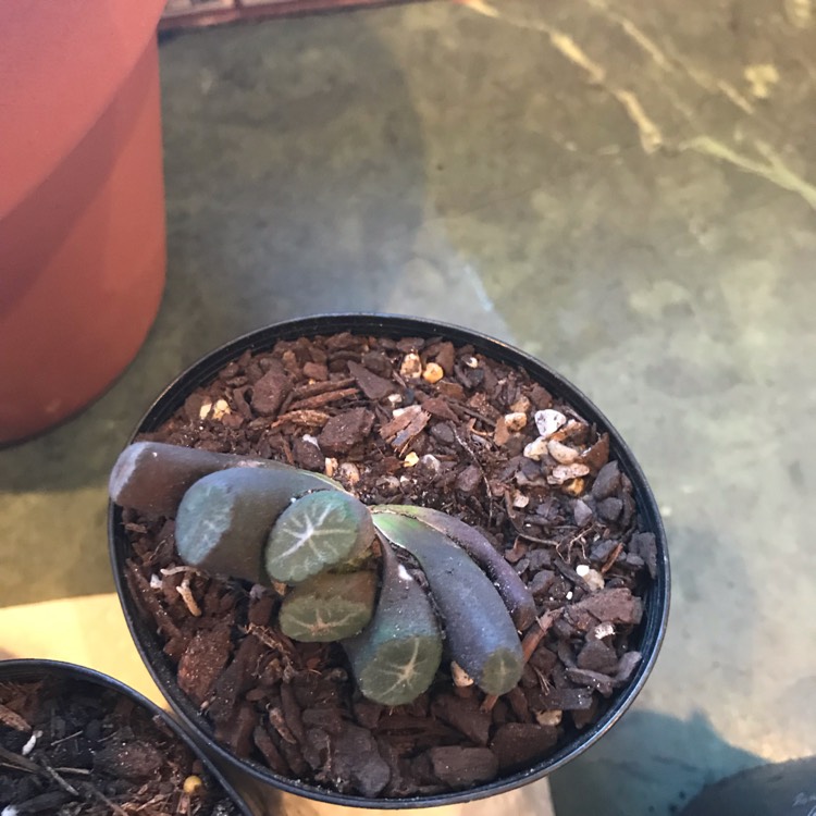 Plant image 
Haworthia altilinea var. mucronata