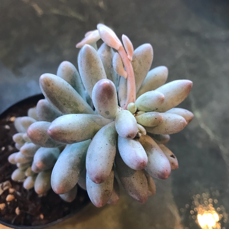 Plant image Pachyphytum machucae