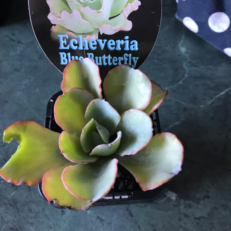 Plant image Echeveria Blue Butterfly