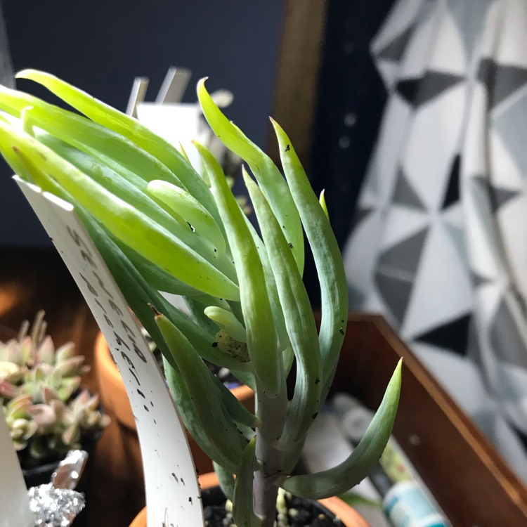 Plant image Senecio archeri 'Himalaya'