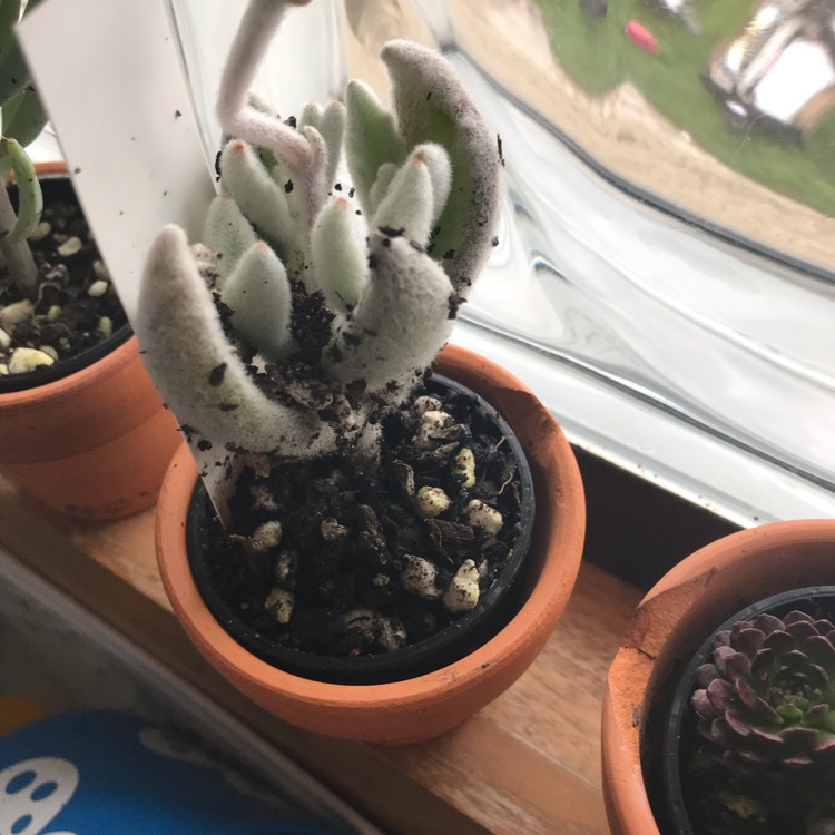 Plant image Kalanchoe tomentosa 'Super Fuzzy'