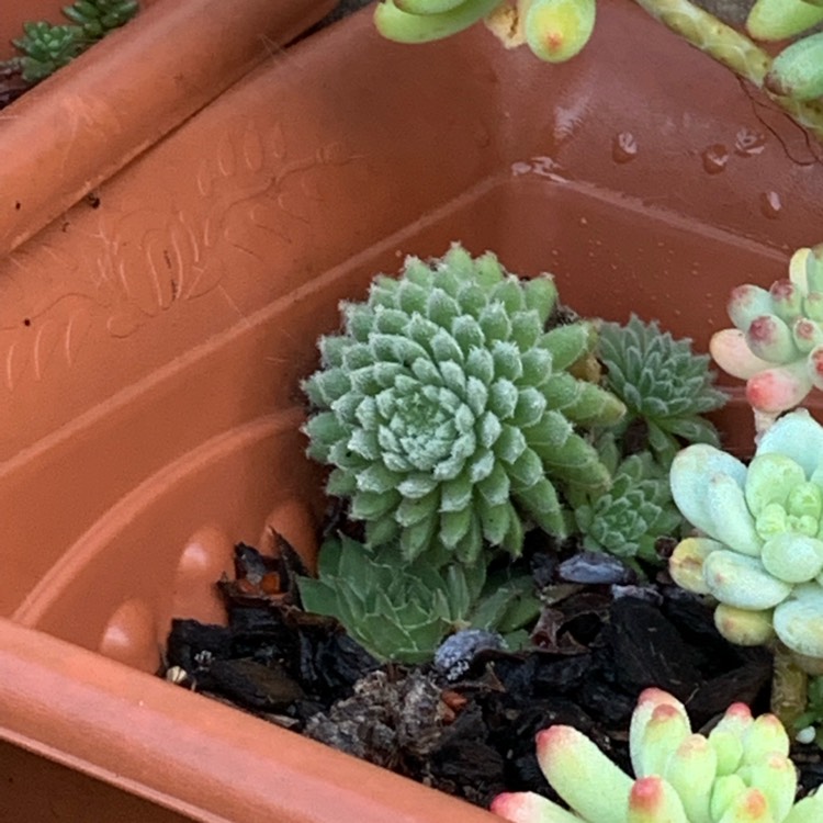 Plant image Sempervivum Hairy Balls