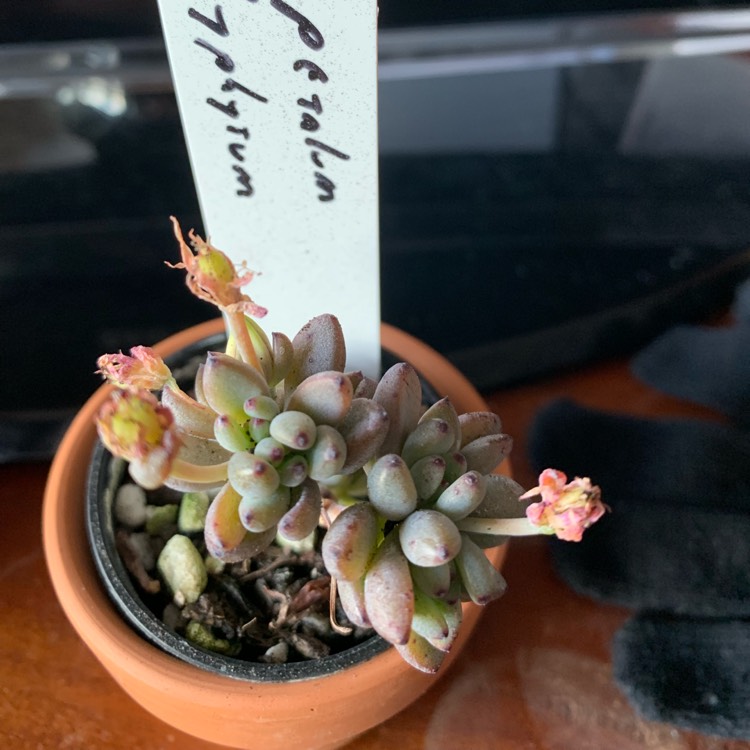 Plant image Graptopetalum Pachyphyllum