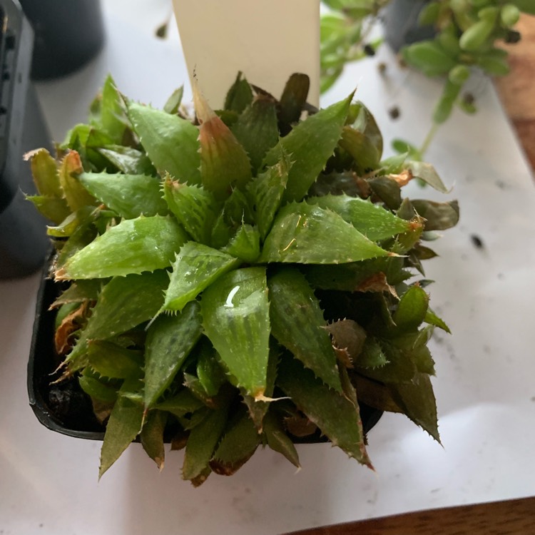 Plant image 
Haworthia altilinea var. mucronata