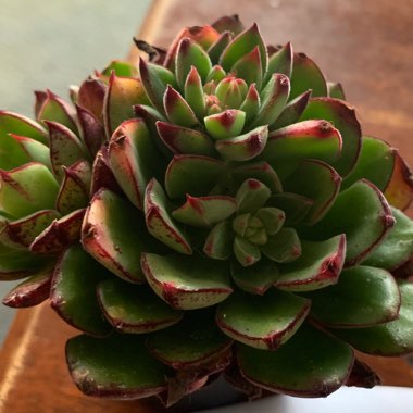 Echeveria Joan Daniel