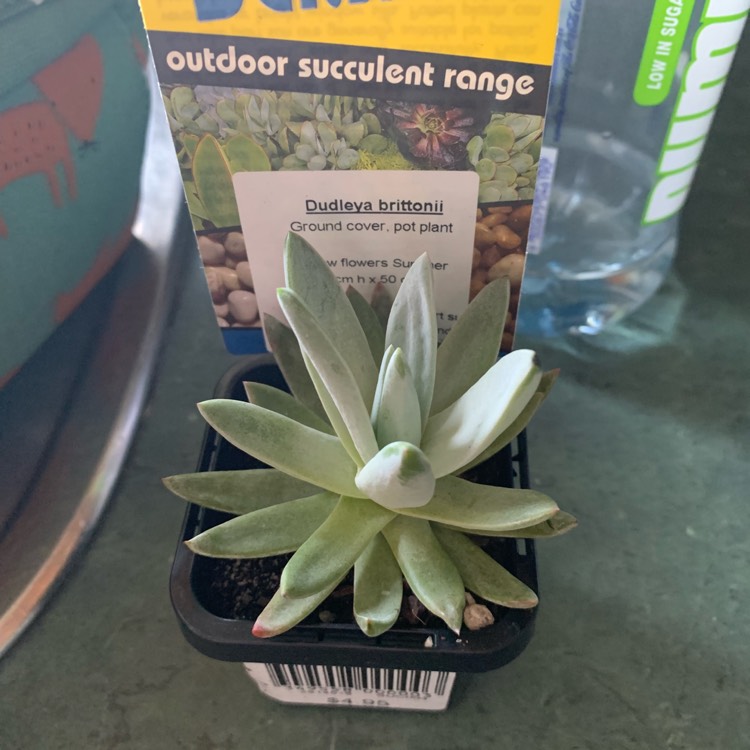 Plant image Dudleya brittonii