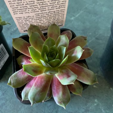 Sempervivum