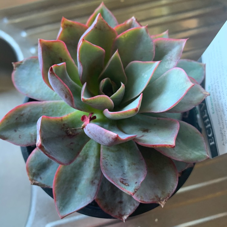 Plant image Echeveria Bella Rouge