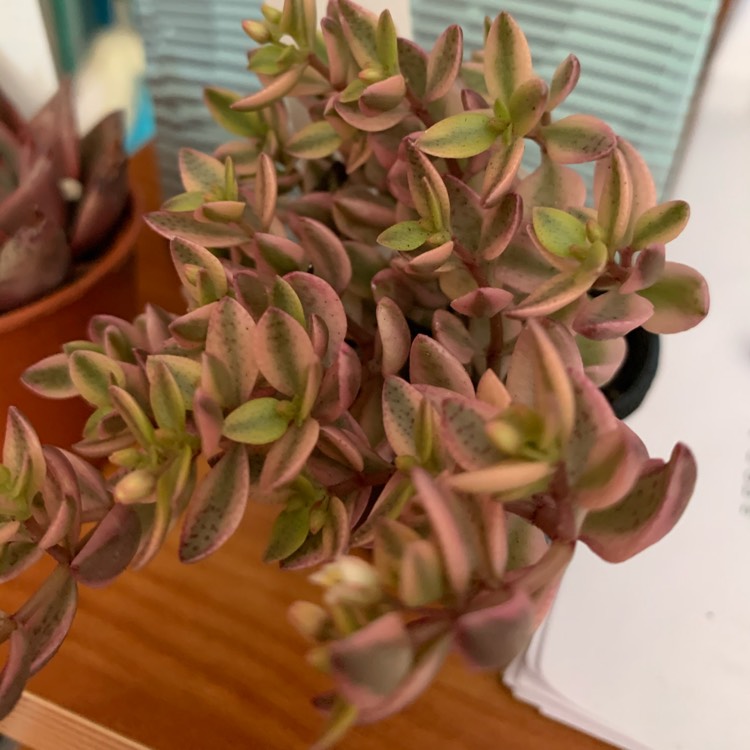 Plant image Crassula Volkensii f. Variegata