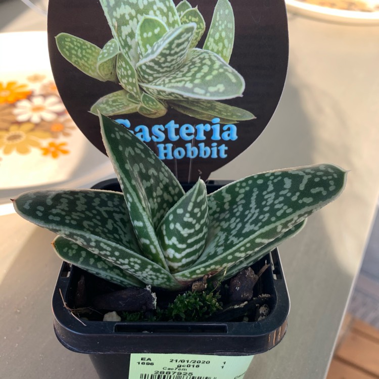 Plant image Gasteria Kyaka