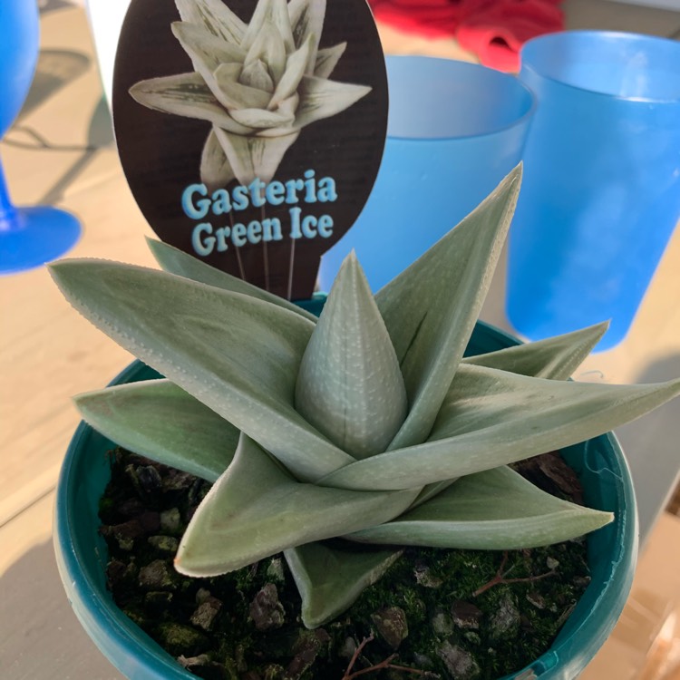 Plant image Gasteria Green Ice