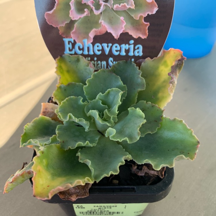 Plant image Echeveria Paradisian Surprise