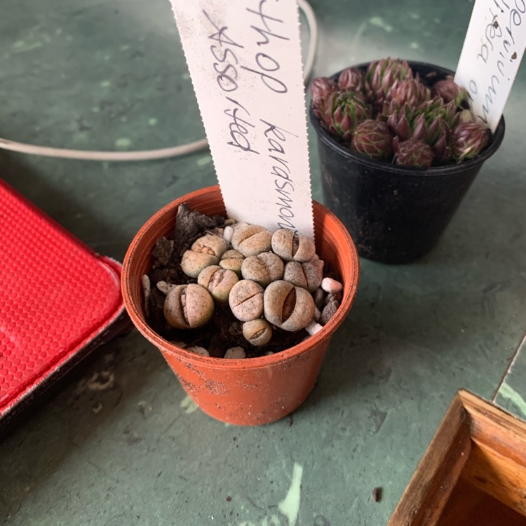 Plant image Lithops Karasmontana