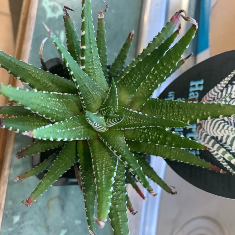 Plant image Haworthia Attenuata var 'Wide Band'