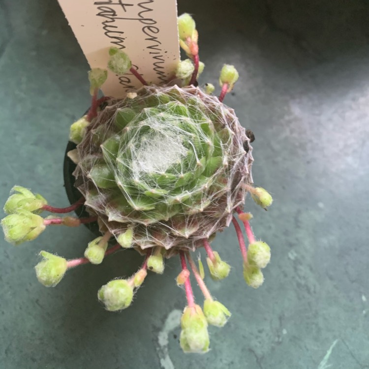 Plant image Sempervivum Arachnoideum Emily