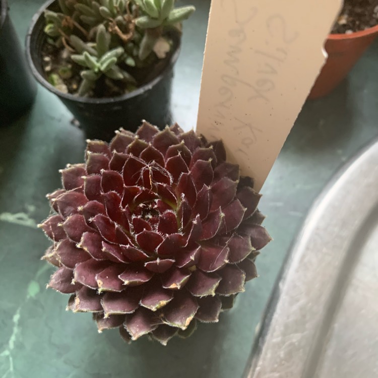 Plant image Sempervivum Silver Thaw