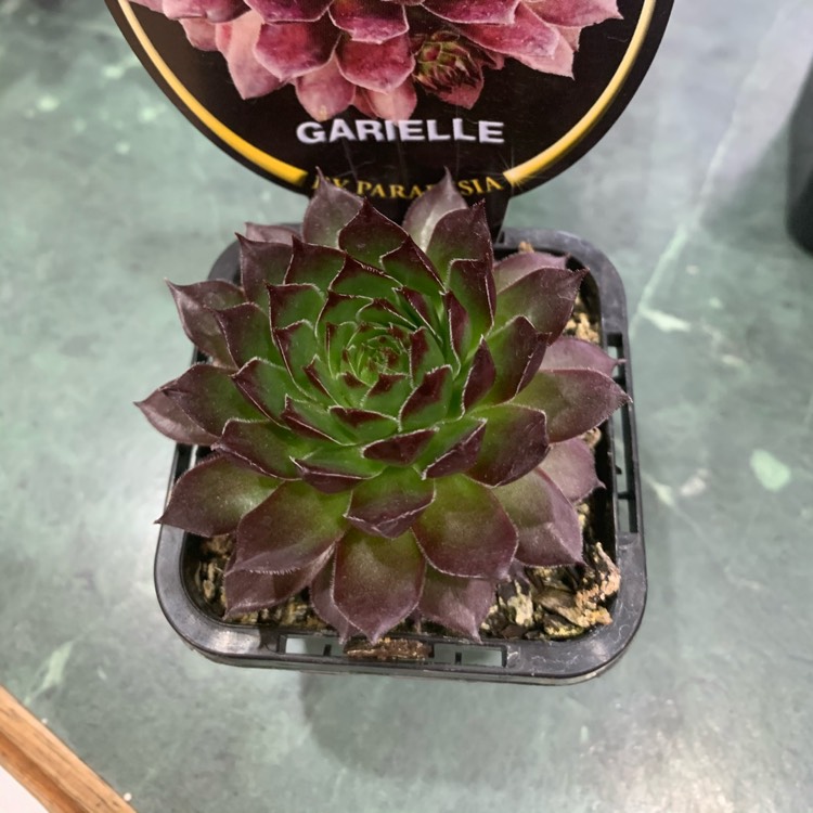 Plant image Sempervivum Gabrielle