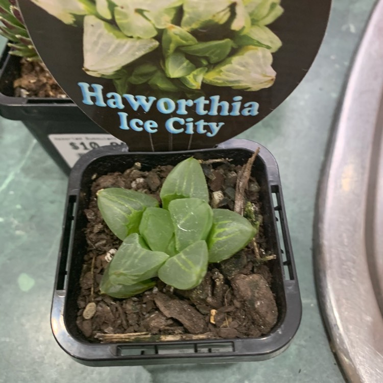 Plant image Haworthia Retusa 'Ice City'