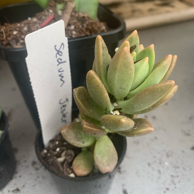 Plant image Sedum Jester