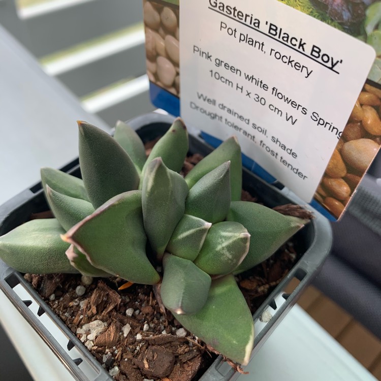 Plant image Gasteria pseudonigricans 'Black Boy'