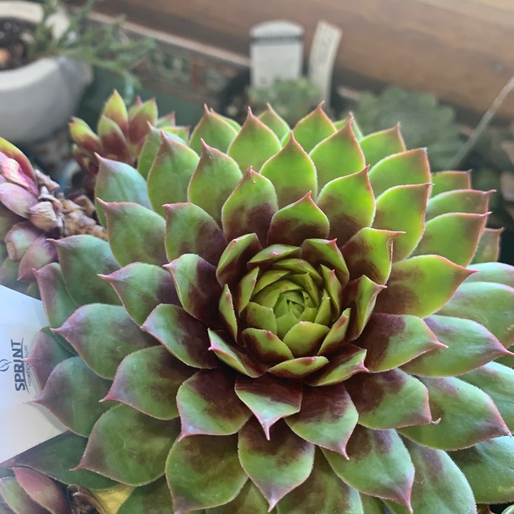 Plant image Sempervivum Cranberry Cocktail