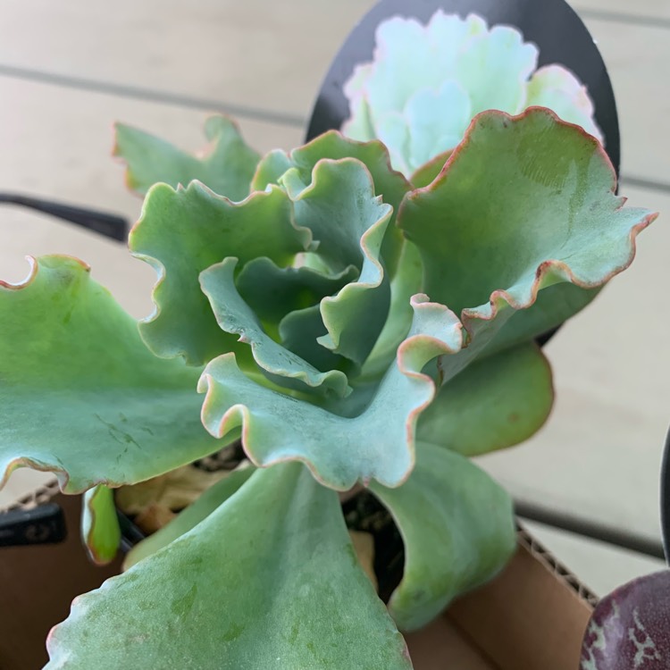 Plant image Echeveria Blue Butterfly