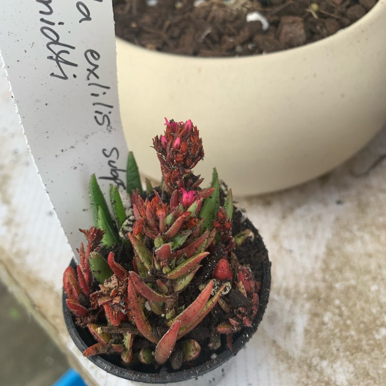 Plant image Crassula Schmidtii