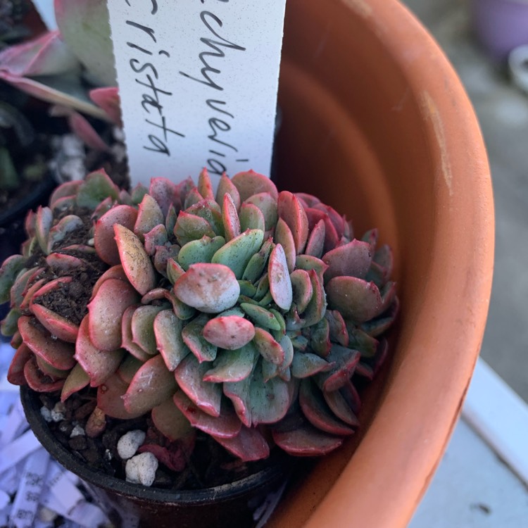 Plant image x Pachyveria Elaine Cristata