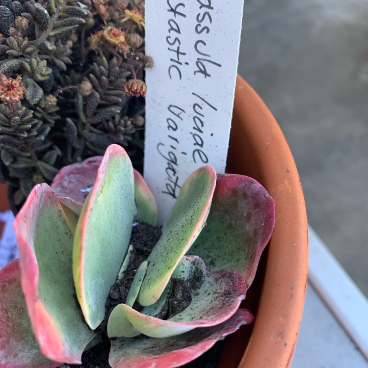 Plant image Crassula Variegata