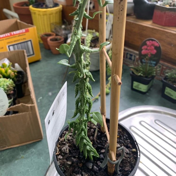 Plant image Ceropegia 