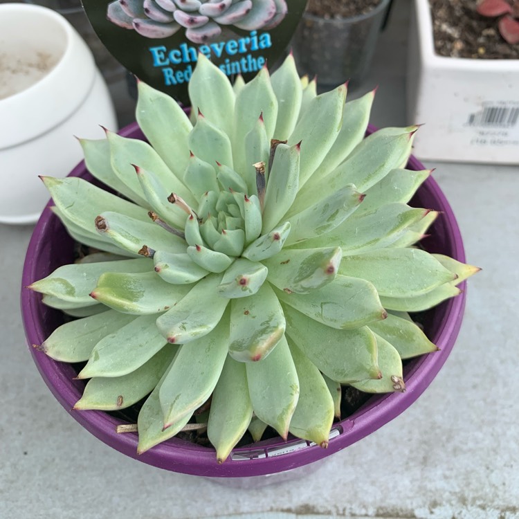 Plant image Echeveria Red Absinthe