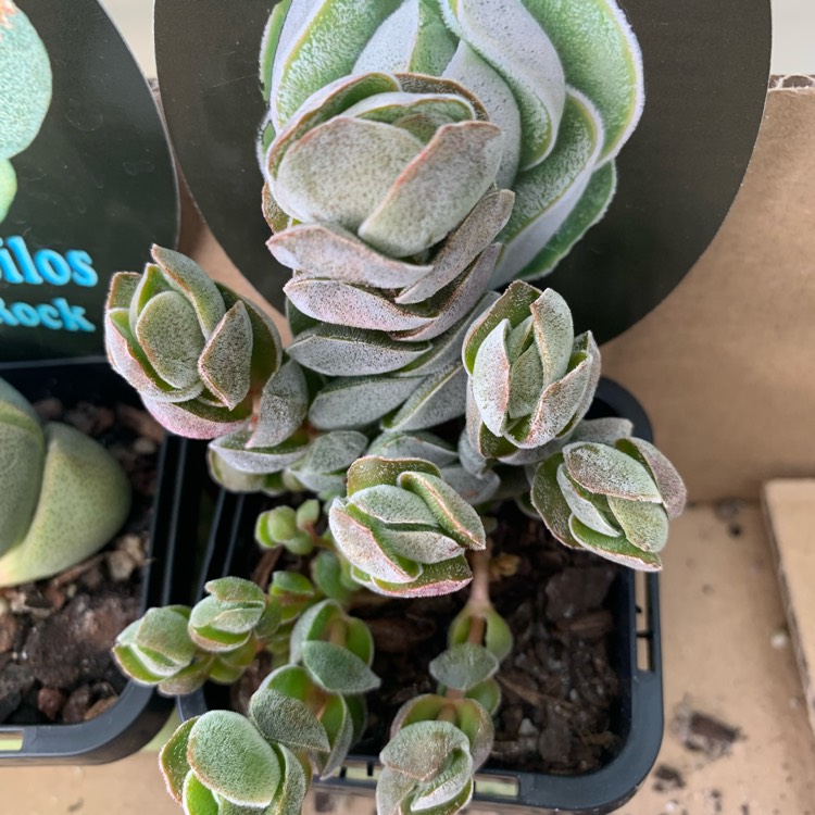 Plant image Crassula 'Ivory Pagoda'