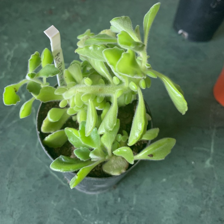 Plant image Plectranthus caninus