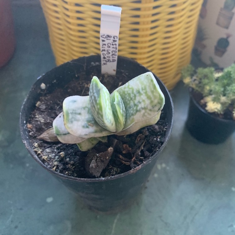 Plant image Gasteria Bicolor Variagata