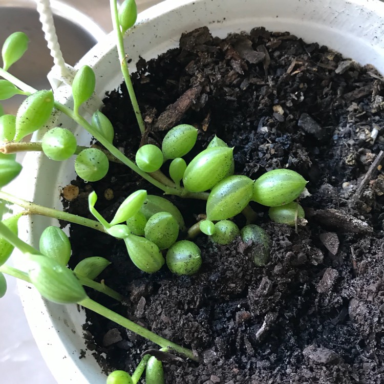 Plant image Senecio 'String Of Lanterns'